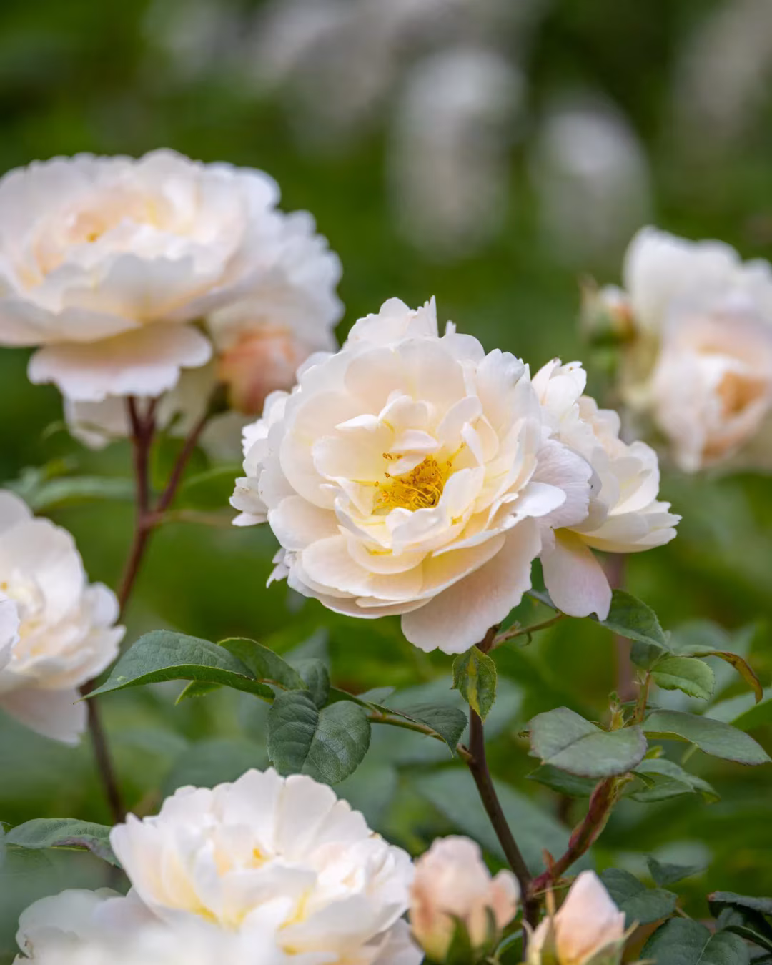 Rosa ‘Sir David Beckham’ (Ausa34b16) in flower.